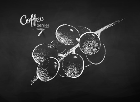 Black and white vector chalk drawn sketch of coffee branch with berries on chalkboard background.のイラスト素材