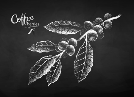 Black and white vector chalk drawn sketch of coffee branch with berries and leaves on chalkboard background.のイラスト素材