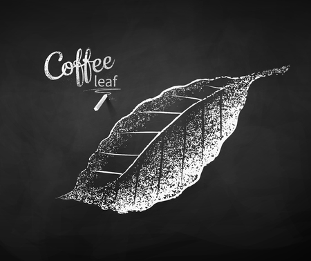 Black and white vector chalk drawn sketch of coffee leaf on chalkboard background.のイラスト素材