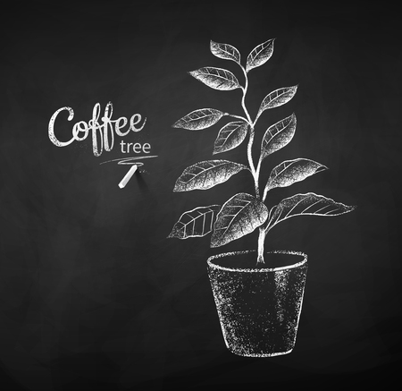 Black and white vector chalk drawn sketch of coffee tree sprout in pot on chalkboard background.のイラスト素材