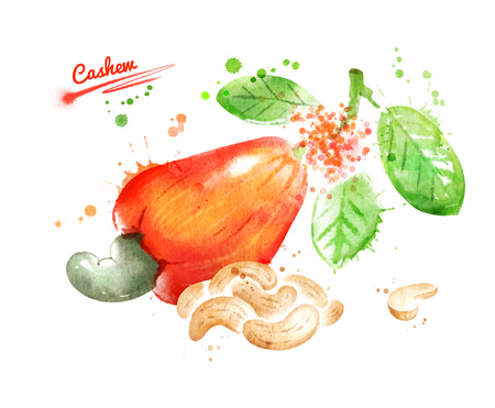 Watercolor illustration of cashewの写真素材
