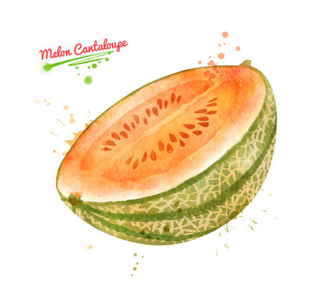 Watercolor illustration of half of Melon Cantaloupe fruiの写真素材