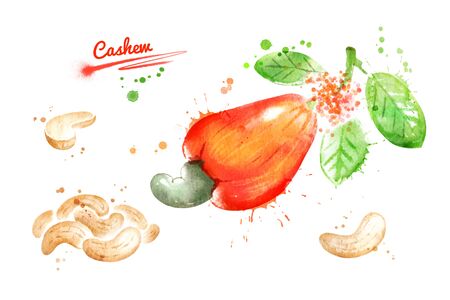Watercolor illustration set of cashew, peeled nuts and unpeeled with paint smudges and splashes.の写真素材