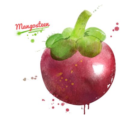 Watercolor illustration of Mangosteen fruitの写真素材