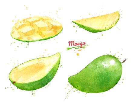 Watercolor set of illustrations of green Mango fruitの写真素材