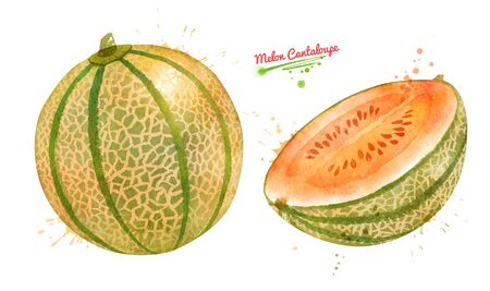 Watercolor hand drawn illustration of whole and sliced Melon Cantaloupe. With paint smudges and splashes.の写真素材