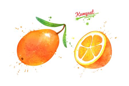 Watercolor hand drawn illustration of whole and half of Kumquat fruit with leaves. With paint splashes.の写真素材
