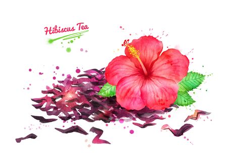 Illustration of Hibiscus flower and dried carcade teaの写真素材