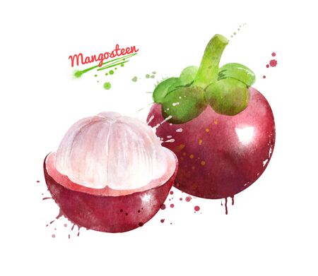 Watercolor hand drawn illustration of whole and sliced Mangosteen fruit. With paint splashes.の写真素材