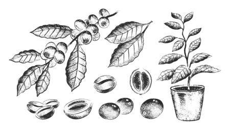 Vector hand drawn black and white illustration set of coffee beans and plants isolated on white background.のイラスト素材