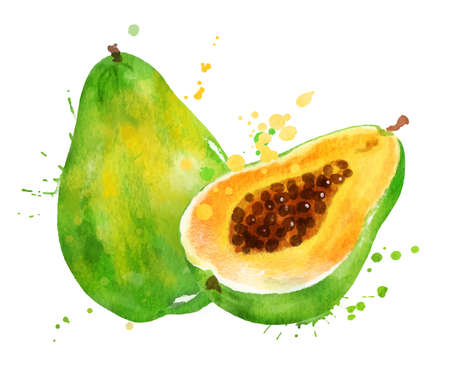 Watercolor vector illustration of papayaのイラスト素材