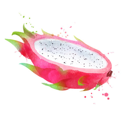 Watercolor vector illustration of Dragon fruitのイラスト素材