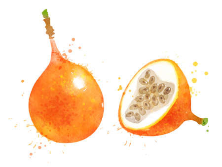 Watercolor vector illustration of Granadillaのイラスト素材