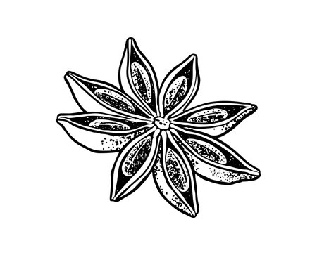 Vector sketch illustration of aniseのイラスト素材
