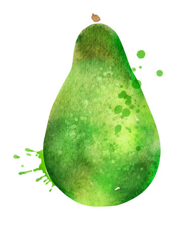 Vector watercolor illustration of avocadoのイラスト素材