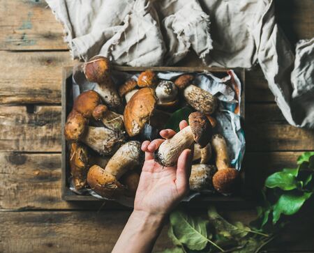 Fresh picked Porcini mushrooms in wooden tray over rustic background and woman's hand holding one penny ben, top viewの写真素材