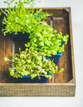 Radish kress, water kress and coriander sprouts in blue plastic pots on wooden tray over white marble background, selective focusの写真素材