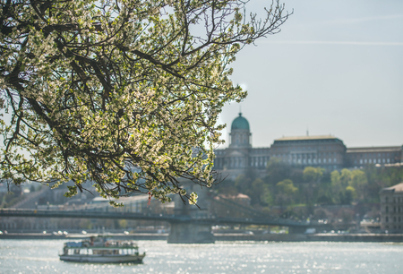 Blooming tree at Danube Pest embankment in Budapest, Buda castle and Danube river at background on sunny spring dayの写真素材