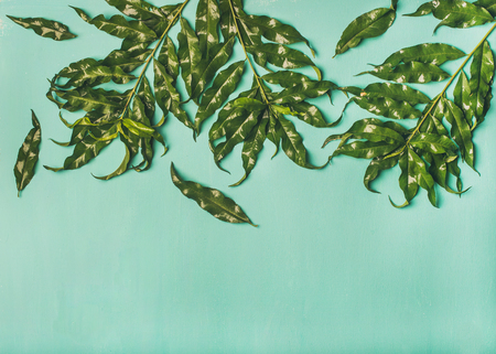 Flat-lay of tropical tree green leaves over pastel pale green or mint background, top view, copy space, horizontal composition. Spring or Summer layout conceptの写真素材