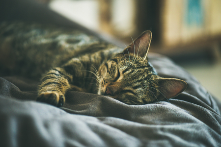Cute adult grey domestic cat sleeping on the bed at homeの写真素材