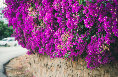 Purple blooming Bougainvillea tree flowers. Typical Mediterranian outdoor street exterior in summerの写真素材