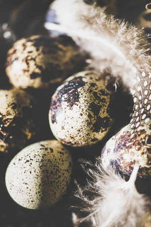 Easter holiday greeting card. Natural colored quail eggs with feathers in basket, selective focus, natural sunlightの写真素材