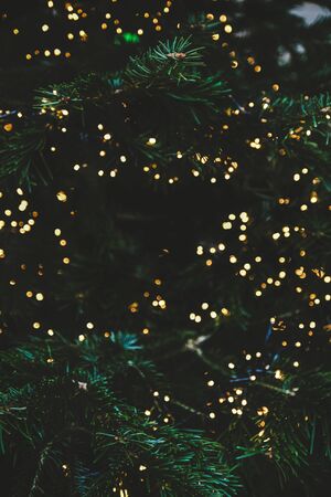 Christmas or New Year greeting card background, texture and wallpaper. Green festive fur tree...