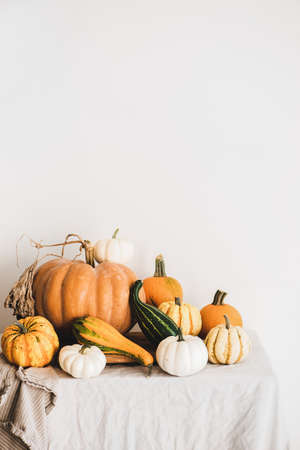 Colorful pumpkins of different shapes and size on light tablecloth over white wall at background, copy space, vertical composition. Pumpkins for Halloween or Thanksgiving Day Autumn holiday decorationの写真素材