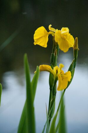 Iris