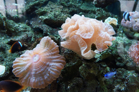 view of the sea floor from an aquarium