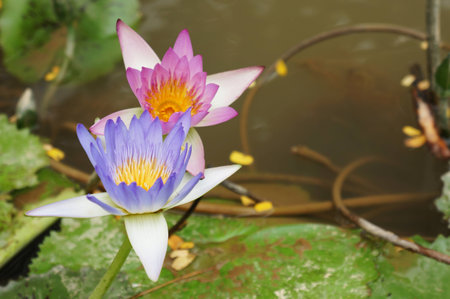 Pink and purple Lotusの写真素材
