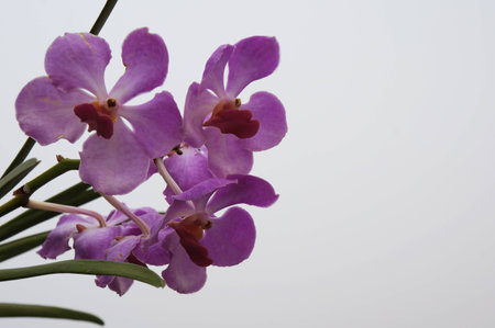 that is flower