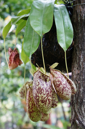 wild plantsの写真素材