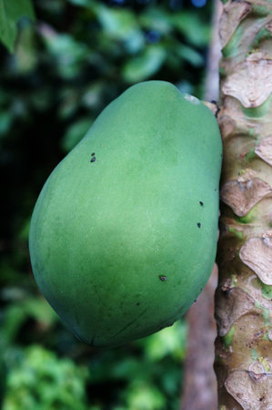 green papayaの写真素材