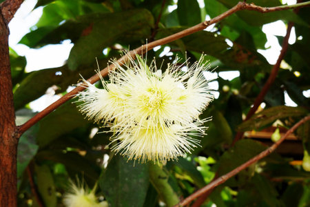 tree fruit crops