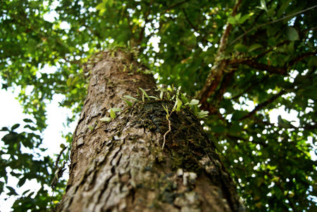 guava tree