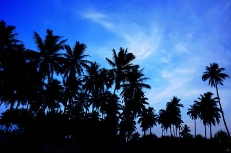 blue sky and palm treesの写真素材