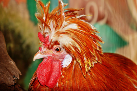 roosterの写真素材