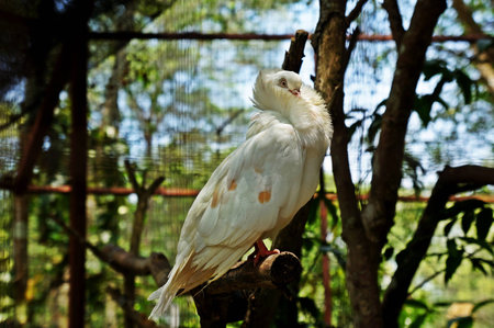 white pigeonsの写真素材