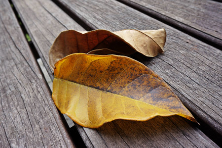 the leaf and wooden flooring
