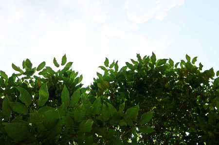 Green Tree Leaves