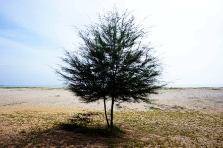tree in the beautiful coastalの写真素材
