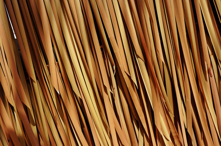 pine roofの写真素材