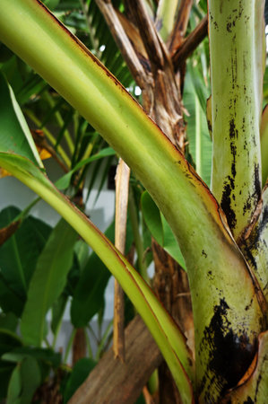 banana treeの写真素材