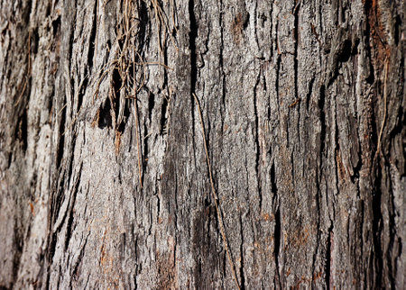 tree art of stem bark