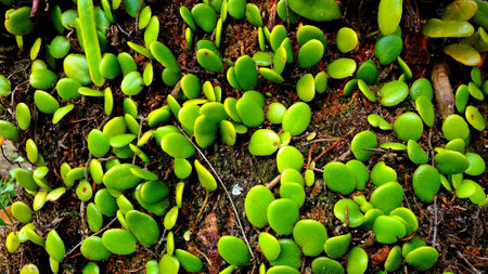 nature small plantの写真素材