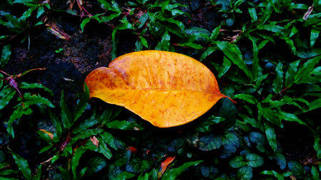 dead yellow leavesの写真素材