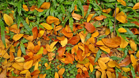 dried leaves fall on the grass