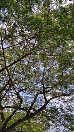 green tall tree