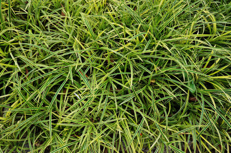 long green grass